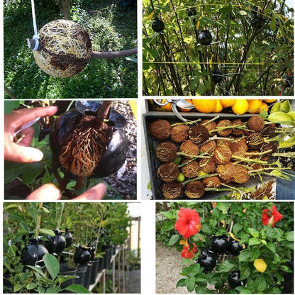 50% OFF--Plant Root Growing Box