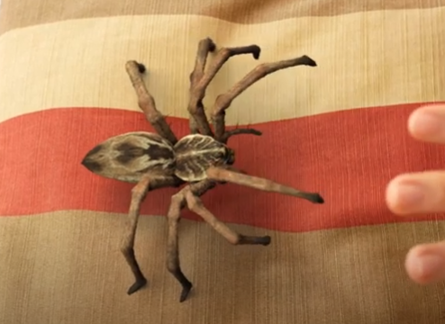 🔥BUY 1 GET 1 FREE🔥Lifelike Spider